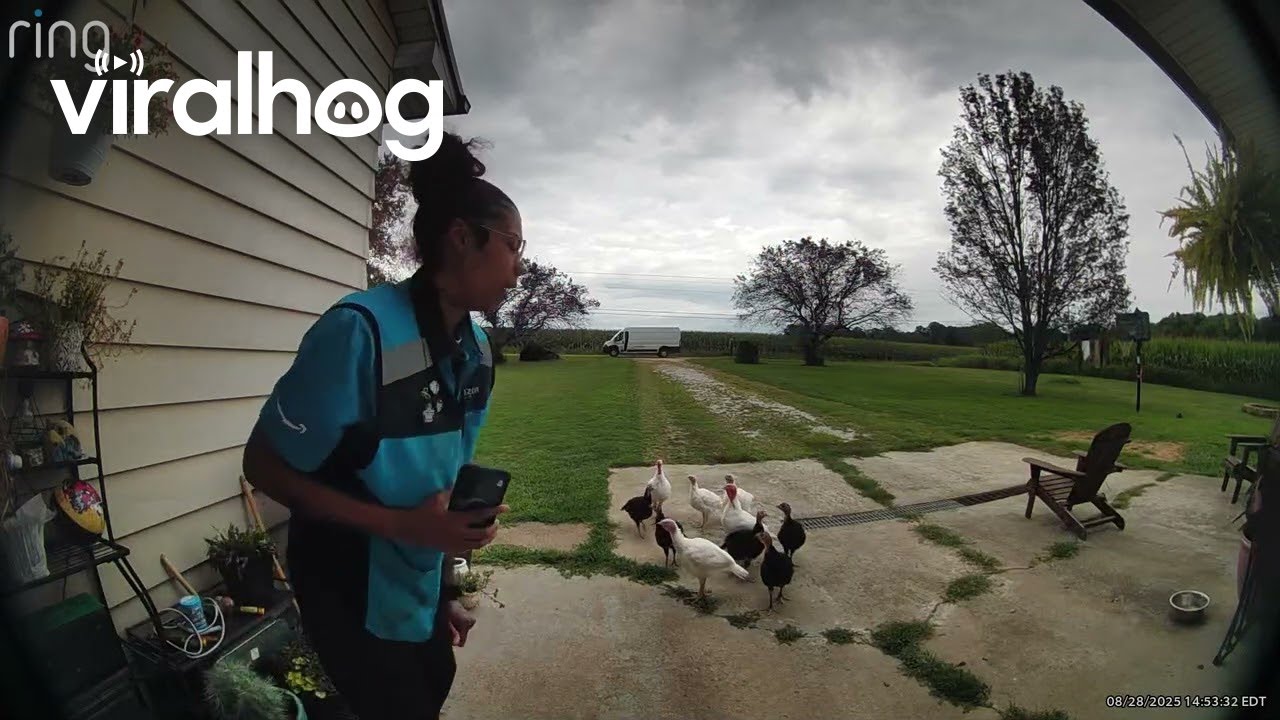 She Didn't Like the Turkey's || ViralHog