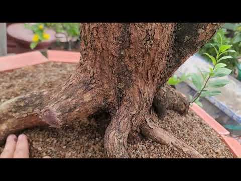 Ưu Điểm Mai Tứ Quí Ghép - 19.11.2022