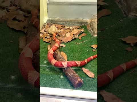 アンチスネークバリアバイパーガーデンメタルトレリスフェンスを構築します