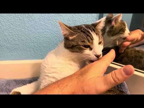 Knut the Cat Decides Owner is Tasty 