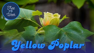 Tree of the Week: Yellow Poplar