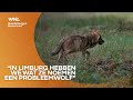 Wolven maken jacht op edelherten op Veluwe: 'Wat indrukwekkend'