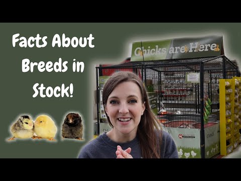 Tractor Supply Chicken Breeds