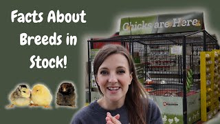 TRACTOR SUPPLY CHICKS! 1 Minute Breed Info: Brahma, Wyandotte, Americana & More!