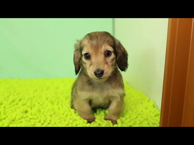 ブリーダー/ショップマロニエケンネル　MARRONNIER KENNELのダックスフンド・ミニチュア・ロングで番号が2876です