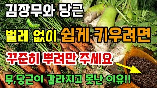 김장무와 당근 벌레걱정 없이 쉽게 키우는방법 이것부터 뿌려주세요 무와 당근이 갈라지고 못난 이유