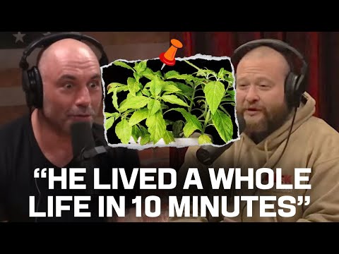 What Salvia Can Do to You | Joe Rogan & Action Bronson