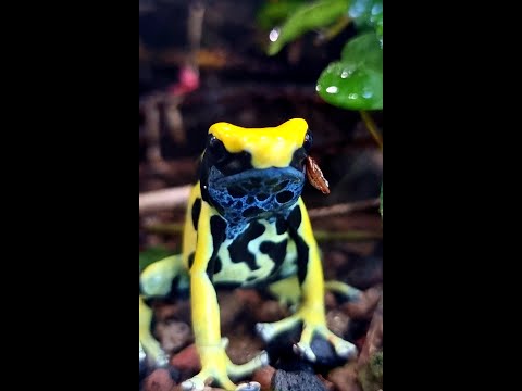 Magnifiques grenouilles avec des couleurs incroyables!