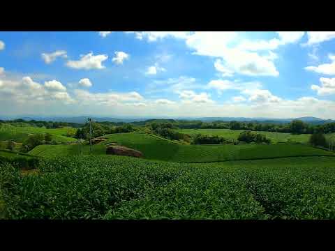 リラックス　お茶の京都　南山城村の茶畑