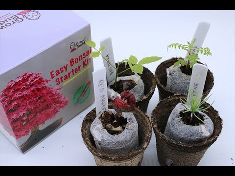 Grow Your Own Bonsai Tree From Seeds - Grow Buddha Starter Kit