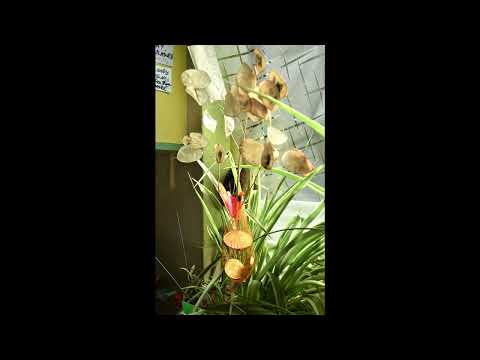 The Money Program BBC arr rb and wg x