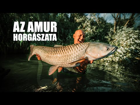 Hogyan horgásszunk AMURRA? - Technika, csali és tippek!