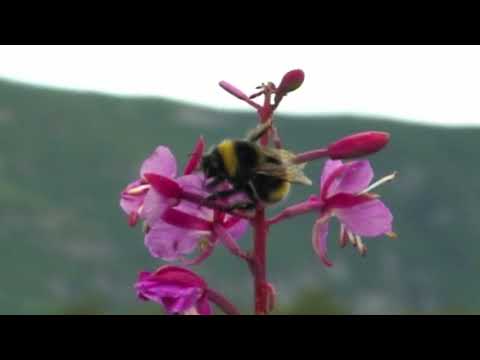 Grizzly Man - "Well, The Bee Moved..."