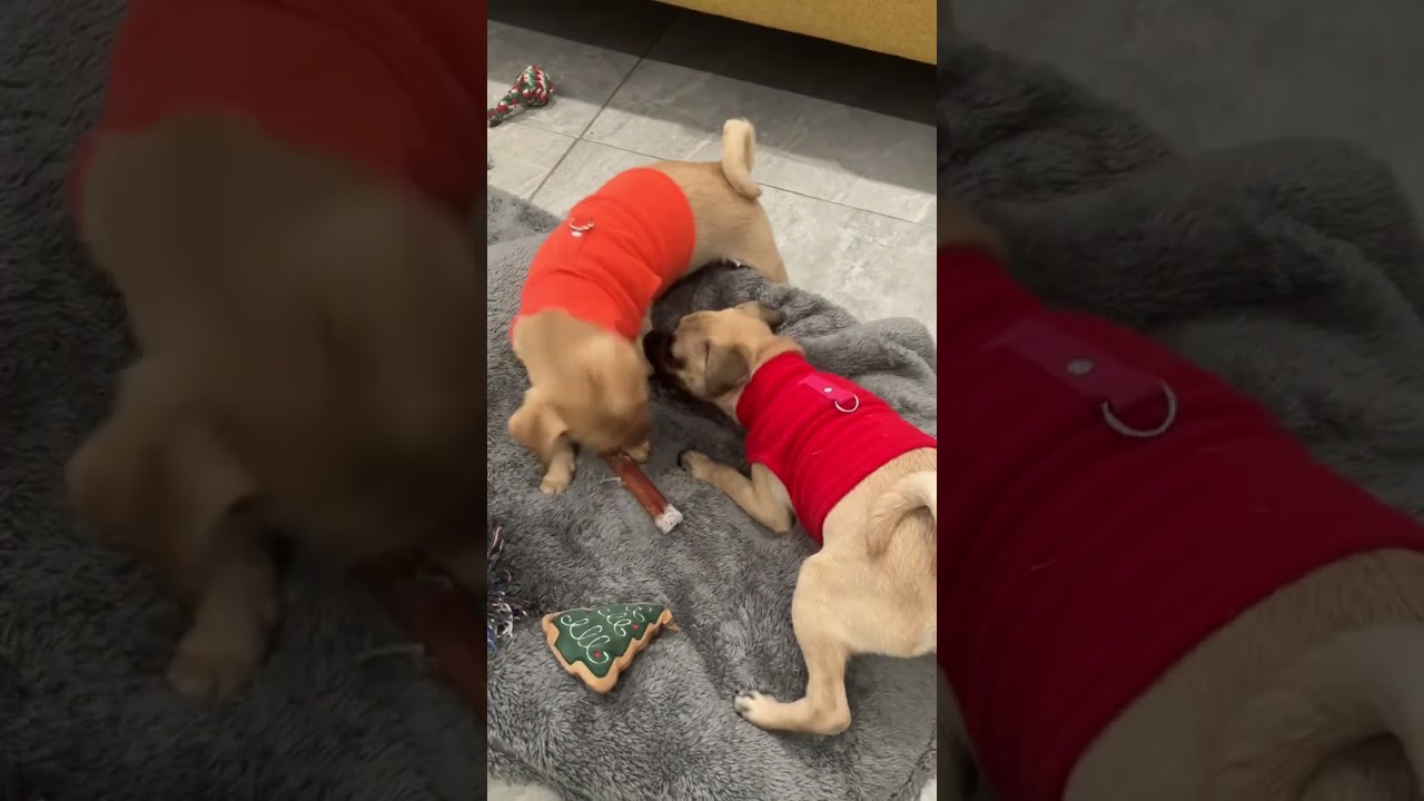 Enlarge Jax, a ADOPTABLE mixed breed in Santa Monica, CA video 5/5