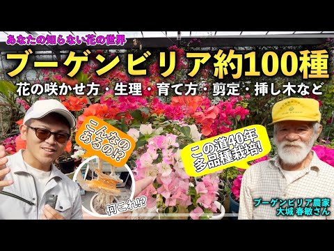 この夏、印象的な開花をもたらすブーゲンビリア用の天然肥料はどれを選べばよいでしょうか?  庭園