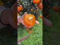 The oranges are juicy and very fresh - Farm fresh ninja fruit cutting #fruitcutting