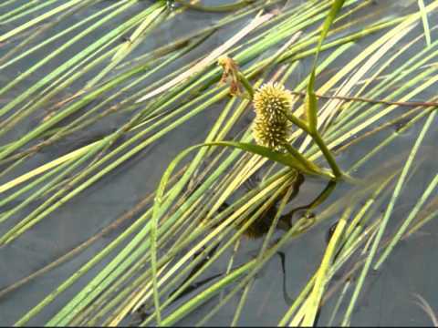 Lorenz Maierhofer, WEIT WEIT WEG - Hubert von Goiserns Hit im Chor