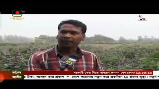 সুবর্ণচরের শীম চাষে কৃষকের সাফল্যের প্রতিচ্ছবি