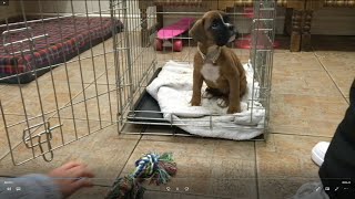 Boxer puppy Coco's Arrival (just under 8 weeks old)