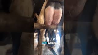 Hoy te mostramos cómo funciona una granja lechera en EE.UU. con 3600 vacas. 🐄💧