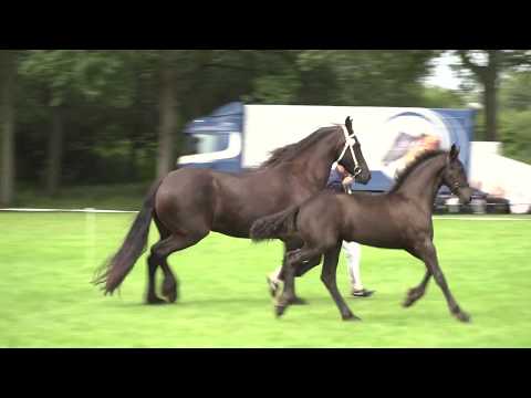 Fokdag Groningen-Drenthe Combinatie in Assen