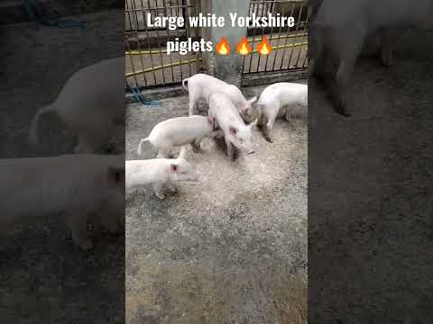 , title : 'Large white Yorkshire piglets🔥🔥🔥🔥🔥 #viral 🔥🔥🔥🔥🔥🐖🐖🐖🐖🐖🐖🐖'