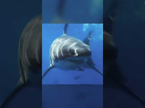 ????Guardianes del Mar:La Fascinante Vida del Tiburón Blanco???? #animalesincreibles #animales #animals