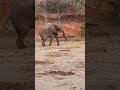 Elephant Charge Calmly Called To A Halt With Stern Voice