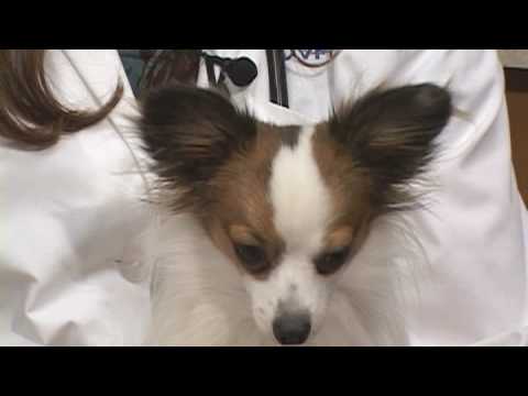 Dog Health Treatment & Advice : How to Treat Canine Hair Loss