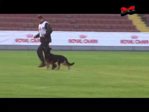dolli obedience - world championship - Eastwind Academy