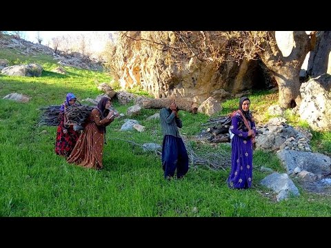 Providing firewood for a nomadic family #kooh