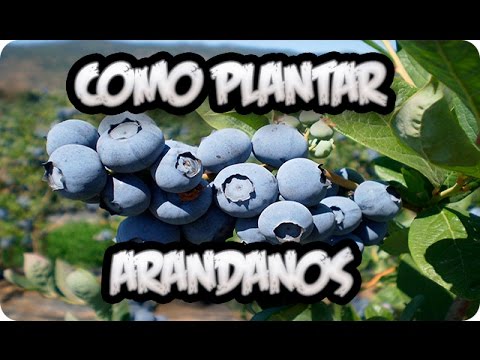 , title : 'Como Plantar Arandanos En El Huerto || La Huertina De Toni'