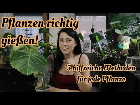 Zimmerpflanzen richtig gießen | Nie wieder Wurzelfäule.