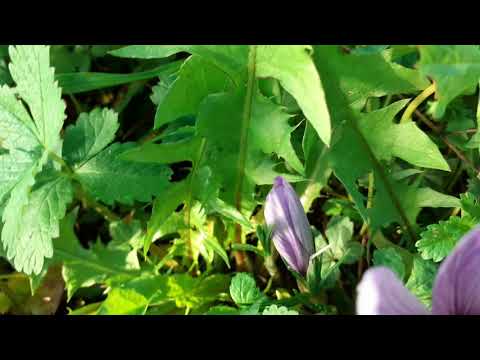 Saffron garden 2020 #flowers #saffron #garden