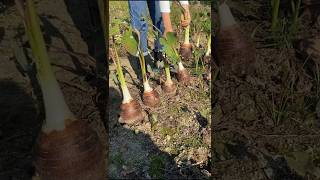 Download lagu Taro Root Harvesting and Cutting Skill #satisfying #farming #shorts mp3