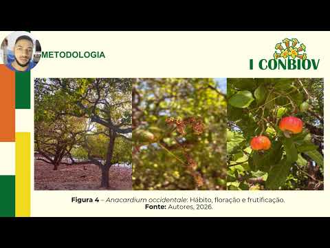 BOTÂNICA ECONÔMICA E BIOECONOMIA DO CAJUEIRO (Anacardium Occidentale L.): ... EM PAU D’ARCO DO PIAUÍ