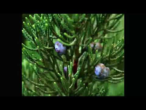 Wacholder, Heilpflanze