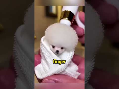 🐾💔 Parmak Kadar Bir Hayat: Minik Savaşçının Hikâyesi 🛁✨#shorts #trending #viralvideo #film