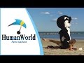 HUMAN WORLD (REMI GAILLARD) 