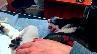 Маня заболела. У собаки обнаружили опухоль