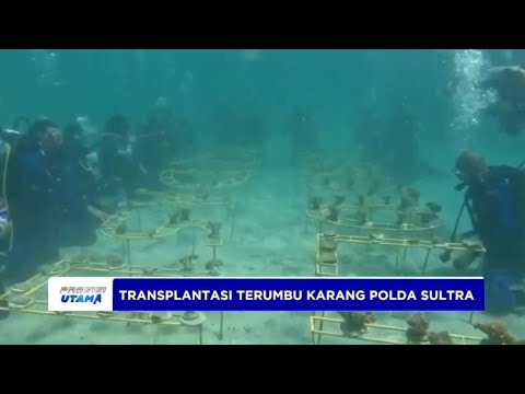 POLDA SULTRA TRANSPLANTASI TERUMBU KARANG