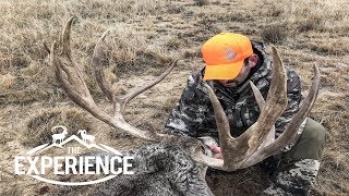 Giant Eastern Plains Mule Deer – “Colorado”