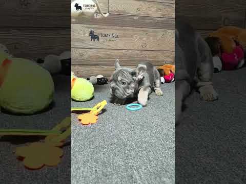 Video 4