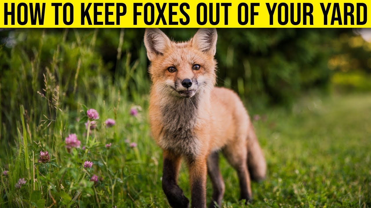 How do you repel foxes?