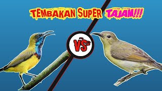 Download lagu MASTERAN SOGON, TEMBAKAN SUPER TAJAM, MATERI TEMBAKAN KORLAP (KOLIBRI KELAPA) BETINA #sogokontong mp3