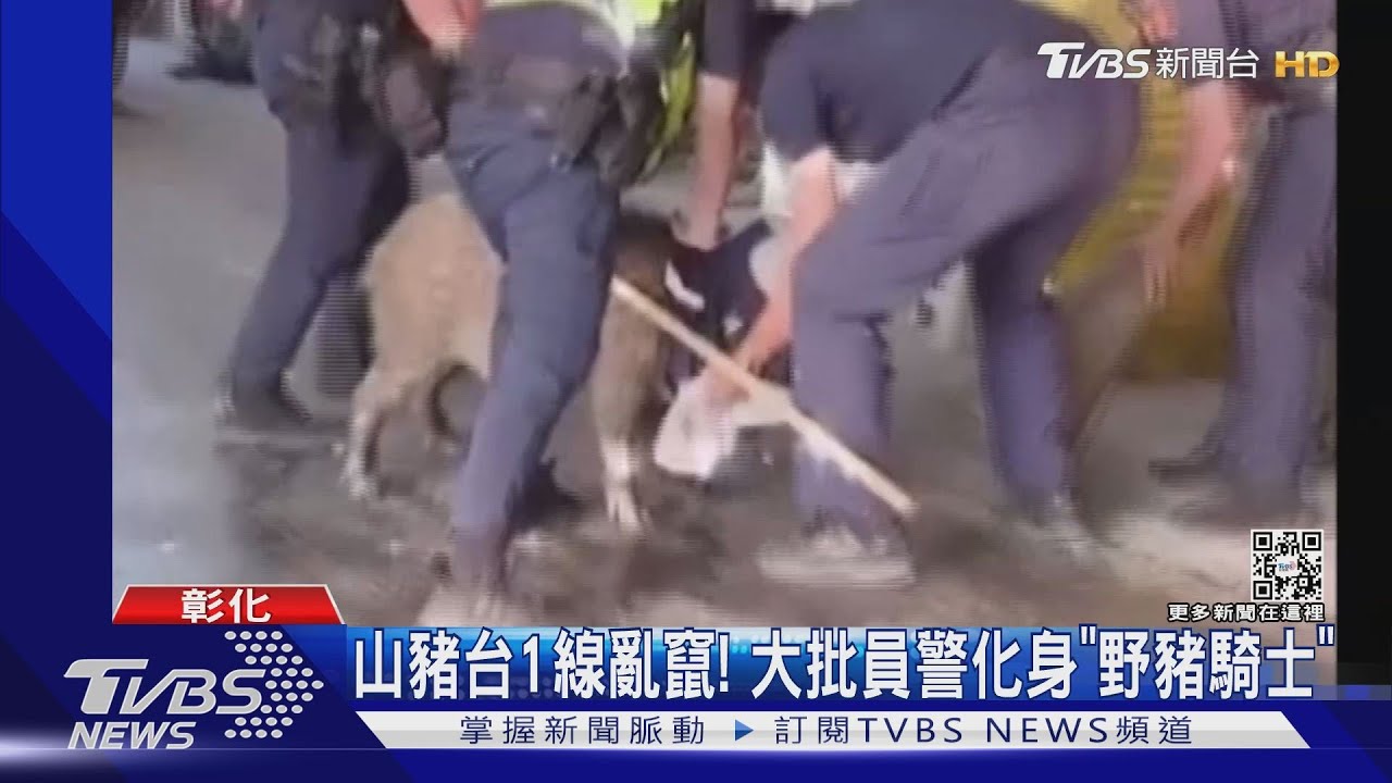 山豬台1線亂竄! 大批員警化身「野豬騎士」
