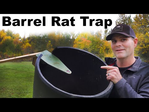 Barrel Walk The Plank Rat Trap - Rats can jump higher than I thought. Mousetrap Monday