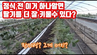딸기 정식 전에 이거 하나하면 초기 생육이 다르다고? 포기관주 전에 입제 사용도 중요해!! 장희 킹스베리 정…