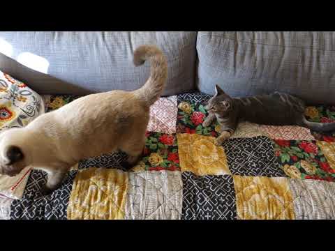 Iffy and Toffe Play 005