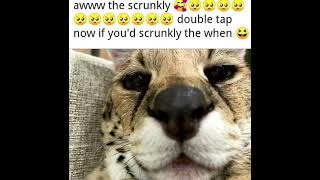 scrunkly